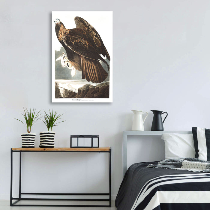 Birds of America, Golden Eagle