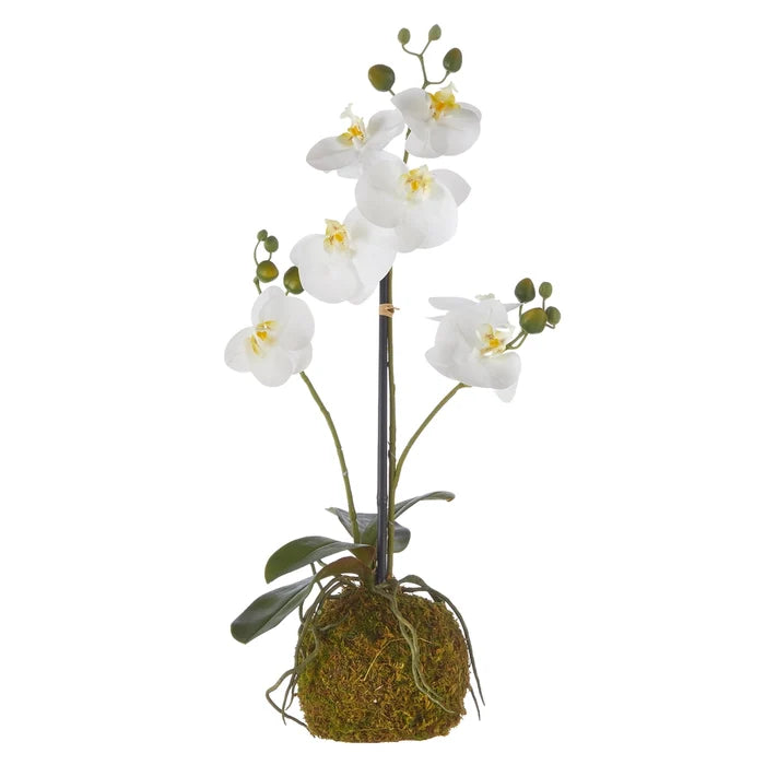 23.75 Real Touch White Orchid with Moss Ball