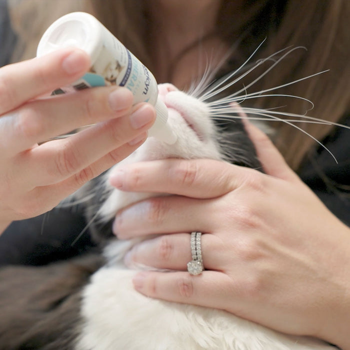 Antimicrobial Feline Facial Therapy