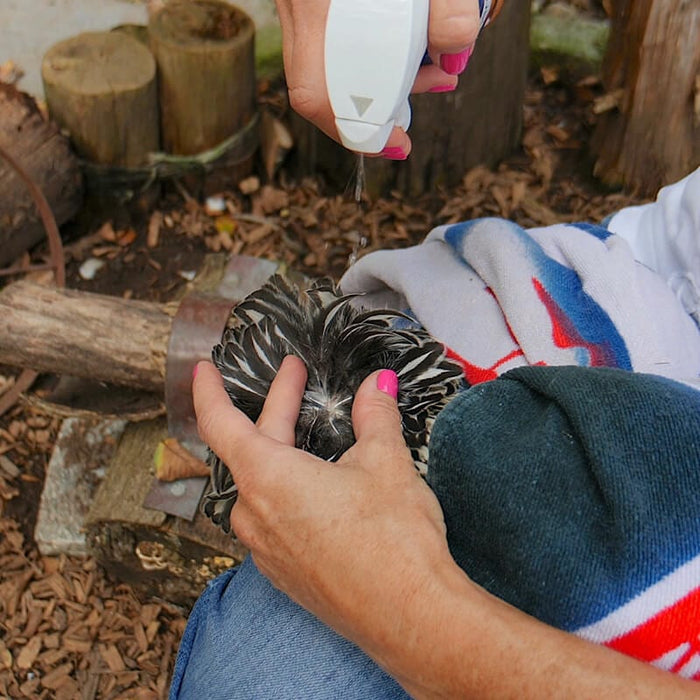 Antimicrobial Poultry Care