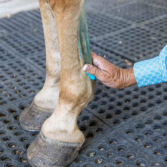 Equine Liniment for Horses