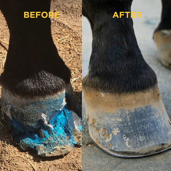 Hoof Care
