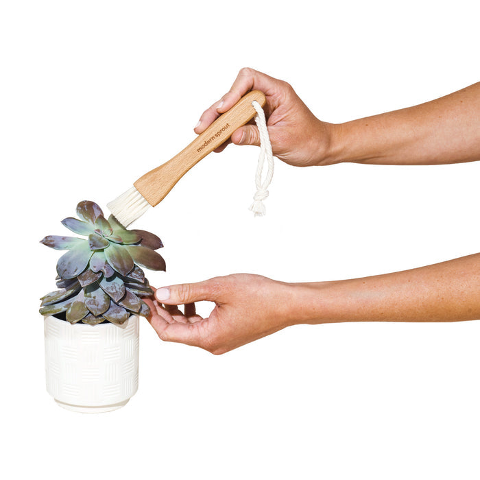 Modern Sprout® Plant Parent Care Kit