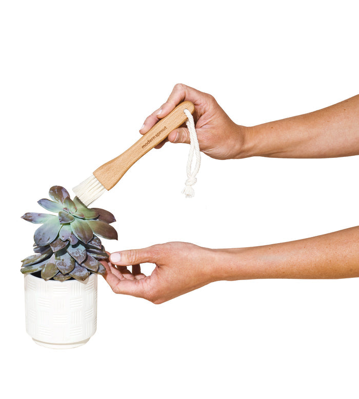 Modern Sprout® Plant Parent Care Kit