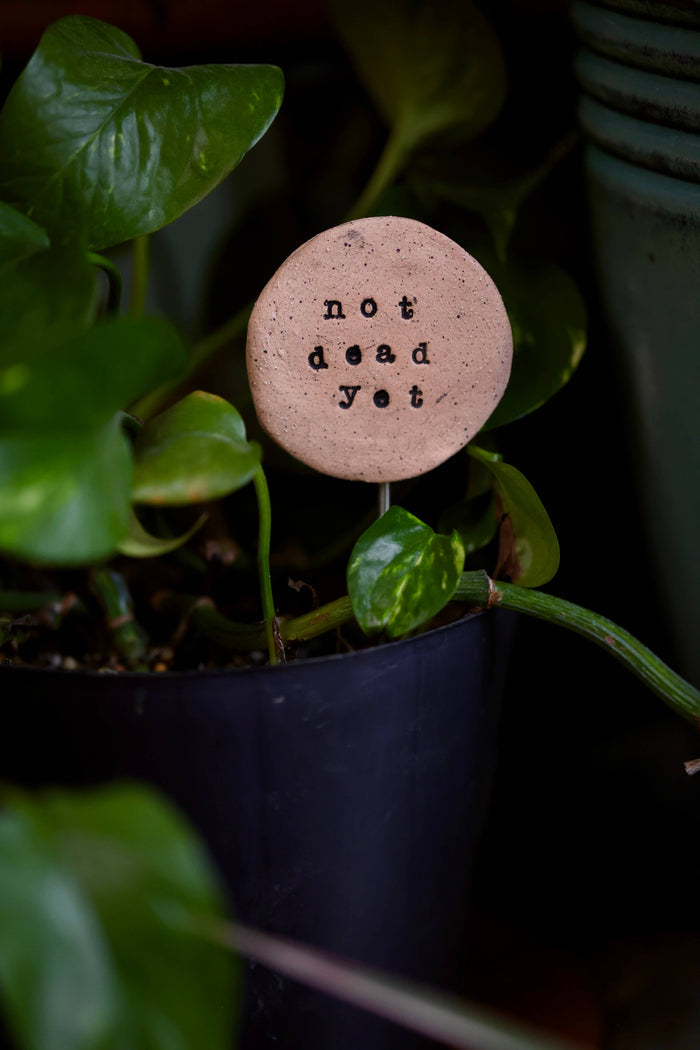 Not Dead Yet - Plant Stake