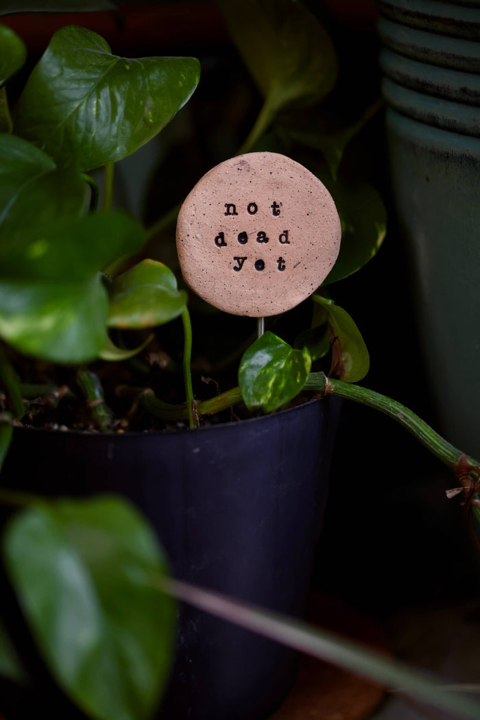 Not Dead Yet - Plant Stake