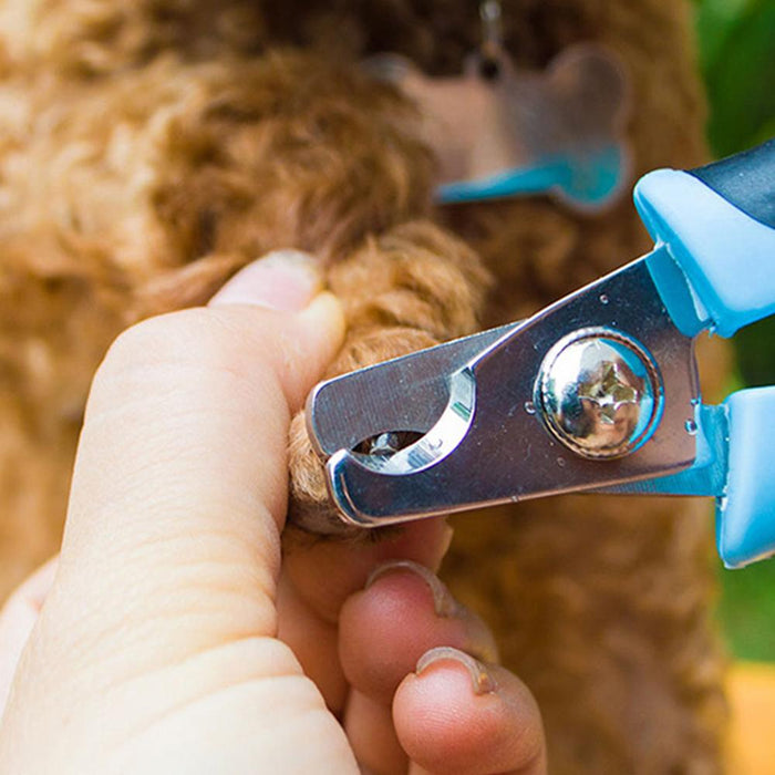 Pet Nail Clippers Stainless Steel Nail Clippers - foxberryparkproducts